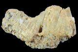 Agatized Fossil Coral Geode - Florida #90210-2